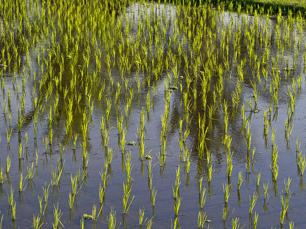 Rice paddy fields in the highlands in Bali, Indonesia, Southeast Asia, Asia