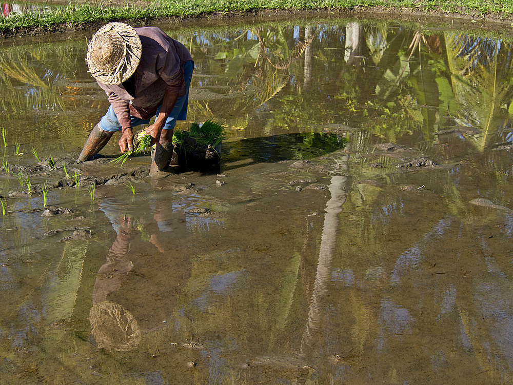 Rice farmer planting new crop in the highlands in Bali, Indonesia, Southeast Asia, Asia