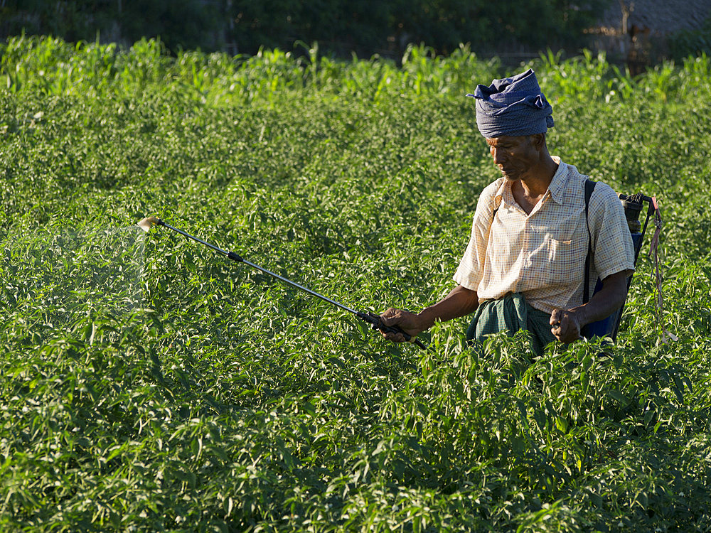 Farmer doing agricultural work in a field by the Irrawaddy River, Myanmar (Burma), Asia