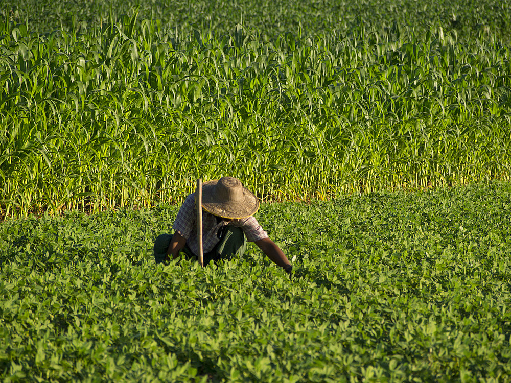 Farmer doing agricultural work in a field by the Irrawaddy River, Myanmar (Burma), Asia