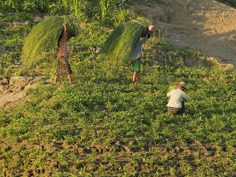 Farmer doing agricultural work in a field by the Irrawaddy River, Myanmar (Burma), Asia