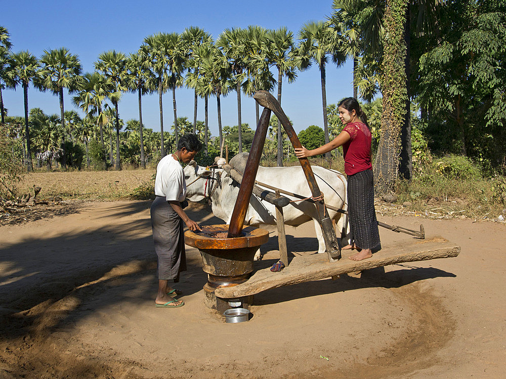 Farmers doing agricultural work in a field by the Irrawaddy River, Myanmar (Burma), Asia