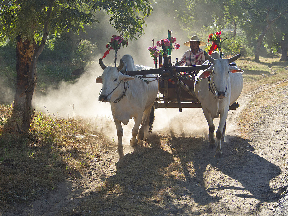 Bullock cart in Bagan, Myanmar (Burma), Asia