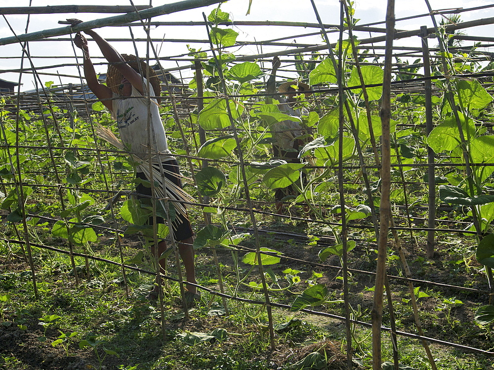 Local farmers work in floating gardens on Inle Lake, Shan State, Myanmar (Burma), Asia