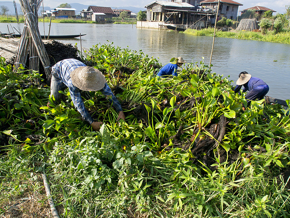 Local farmers work in floating gardens on Inle Lake, Shan State, Myanmar (Burma), Asia