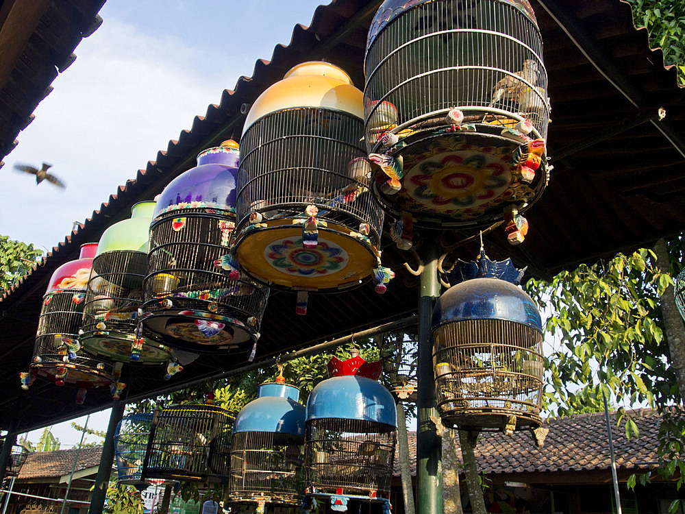 Bird market in Yogyakarta, Indonesia, Southeast Asia, Asia