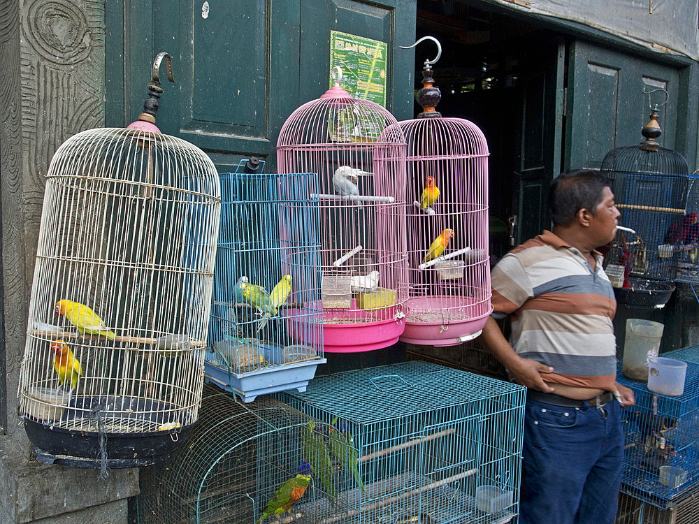 Bird market in Yogyakarta, Indonesia, Southeast Asia, Asia