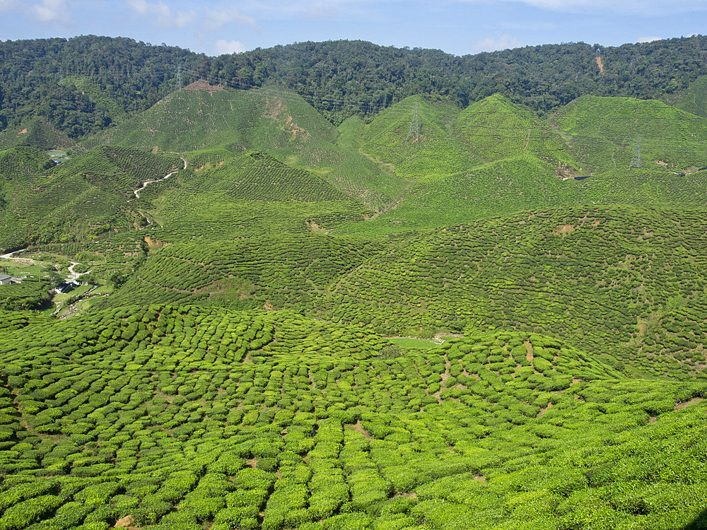 Tea plantation in the Cameron Highlands, Malaysia, Southeast Asia, Asia