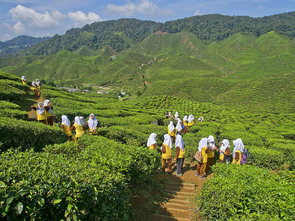 Tea plantation in the Cameron Highlands, Malaysia, Southeast Asia, Asia