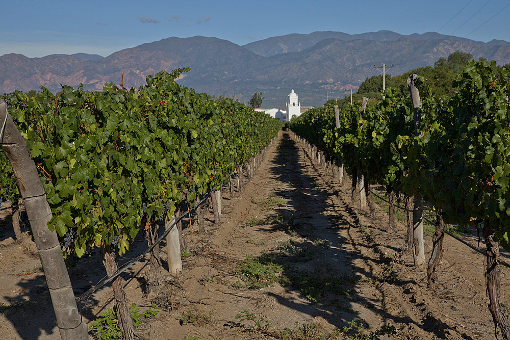 Vineyards in Cafayate region, Salta, Argentina, South America