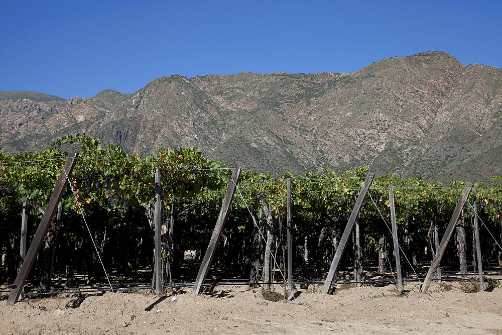 Etchart vineyard in Cafayate region, Salta, Argentina, South America