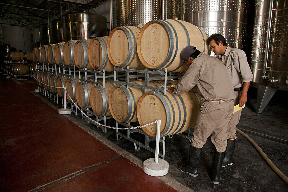 Quality control at the Etchart vineyard in Cafayate region, Salta, Argentina, South America