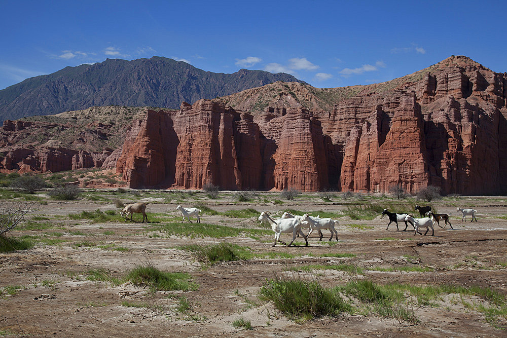 Rock formations in the foothills of Andes in Cafayate region, Salta, Argentina, South America