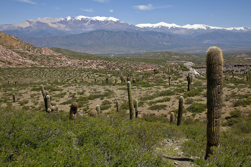 Los Cardones National Park (Valley of Cactus National Park), with Nevado Cachi snowcapped mountain range in Andes region, Salta, Argentina, South America