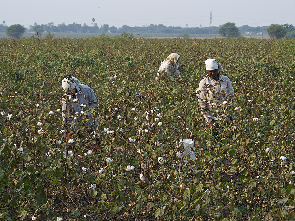 Cotton pickers in Tamil Nadu, India, Asia