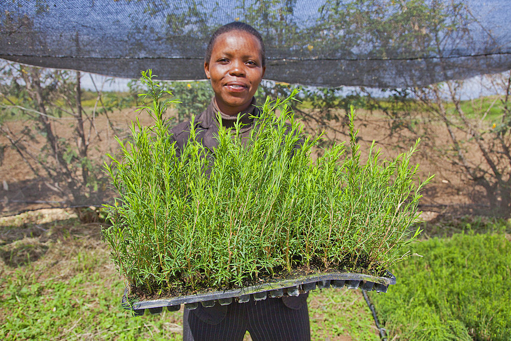 Farmers harvest and process tea tree oil for sale for export as a health and beauty product, Kenya, East Africa, Africa