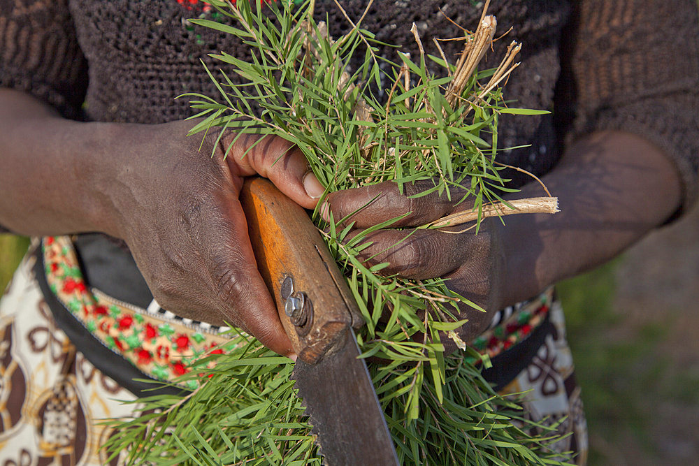 Farmers harvest and process tea tree oil for sale for export as a health and beauty product, Kenya, East Africa, Africa