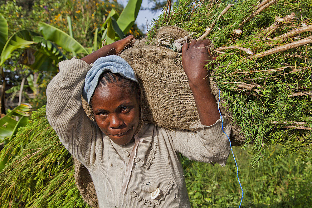 Farmers harvest and process tea tree oil for sale for export as a health and beauty product, Kenya, East Africa, Africa