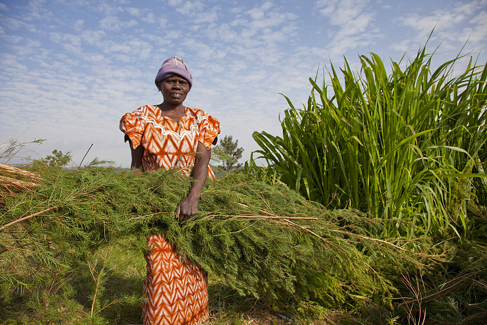 Farmers harvest and process tea tree oil for sale for export as a health and beauty product, Kenya, East Africa, Africa