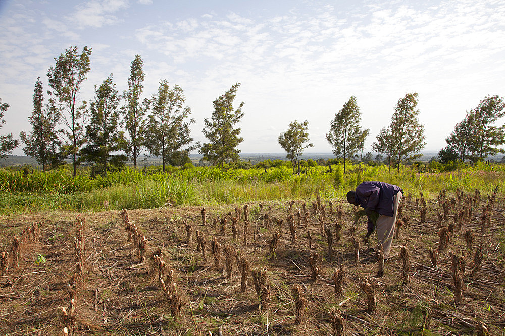 Farmers harvest and process tea tree oil for sale for export as a health and beauty product, Kenya, East Africa, Africa