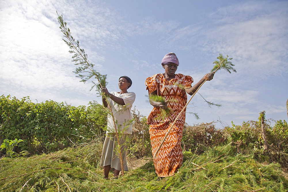 Farmers harvest and process tea tree oil for sale for export as a health and beauty product, Kenya, East Africa, Africa