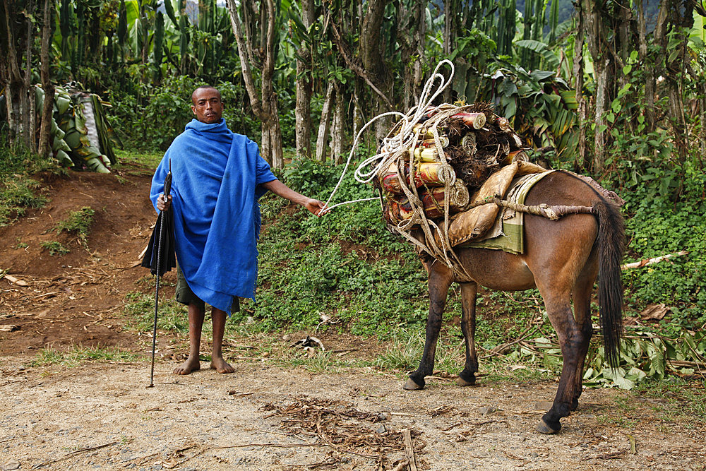 Farmer in the Meket mountains, near the Rift Valley, in Ethiopia, Africa