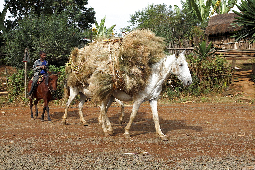 Boy riding donkey and taking harvest to a farm in the Jimma region of Ethiopia, Africa