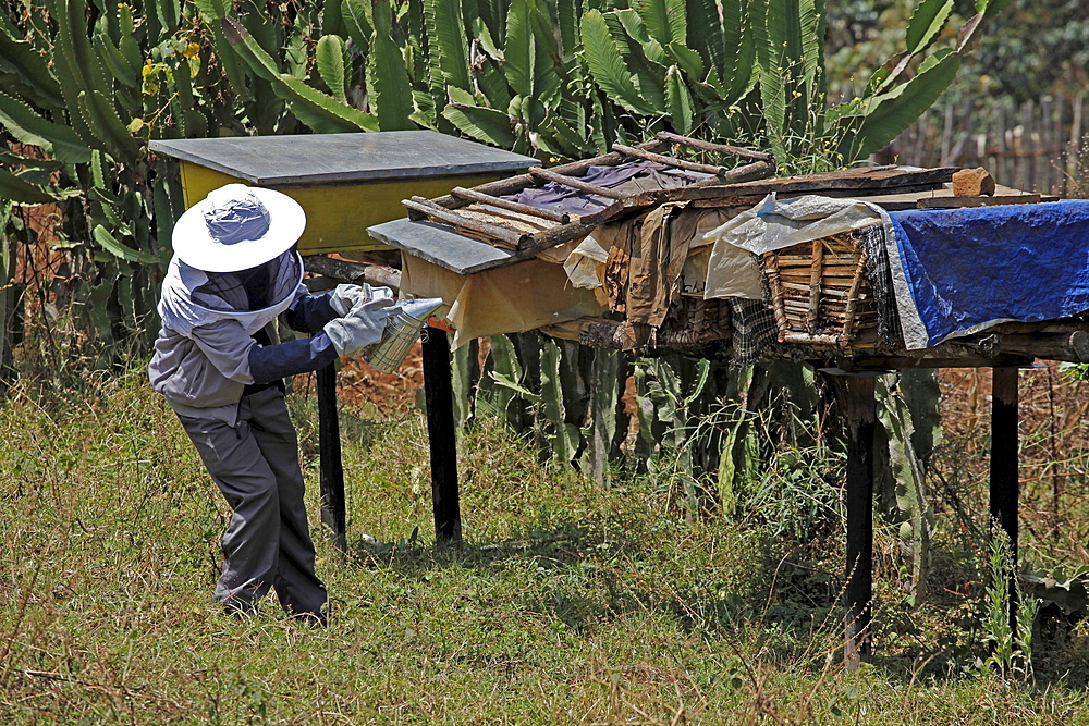 Farmer working in a honey producing co-operative in the Masha area of Ethiopia, Africa