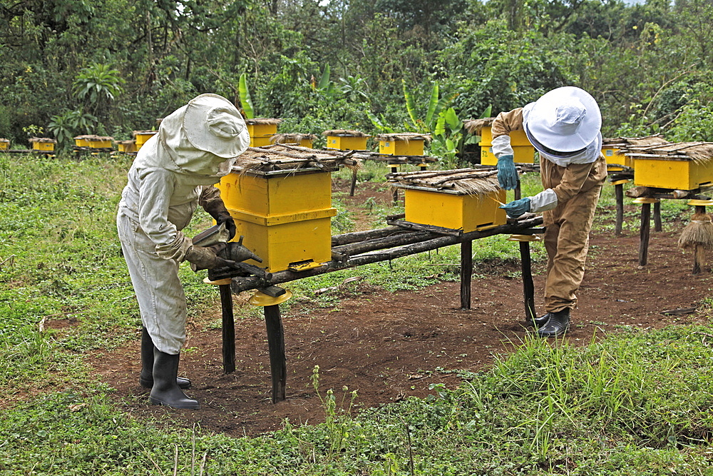 Farmers working in a honey producing co-operative in the Masha area of Ethiopia, Africa