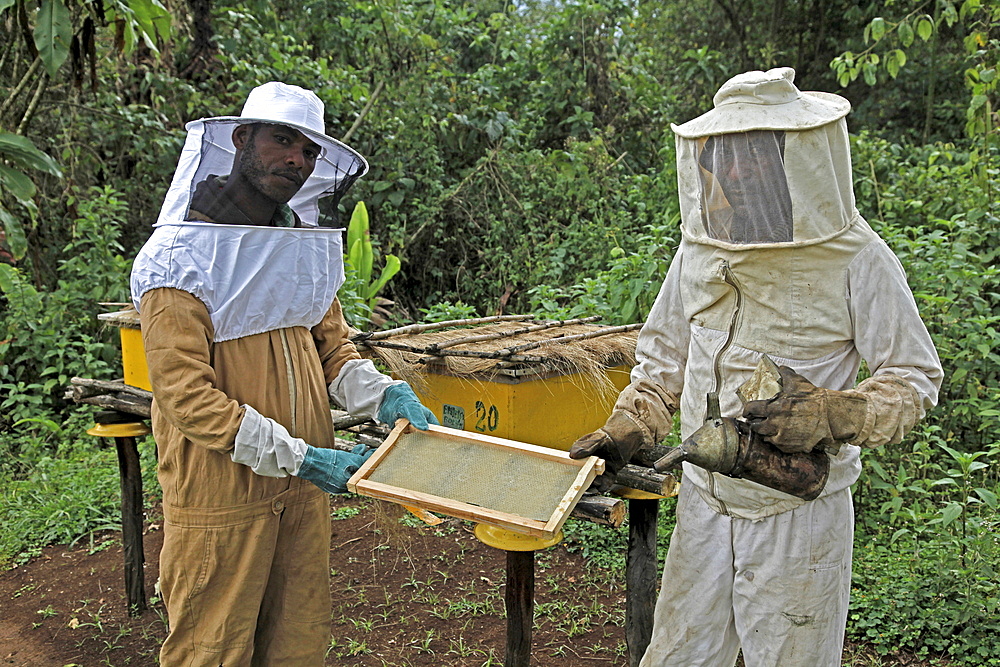 Farmers working in a honey producing co-operative in the Masha area of Ethiopia, Africa