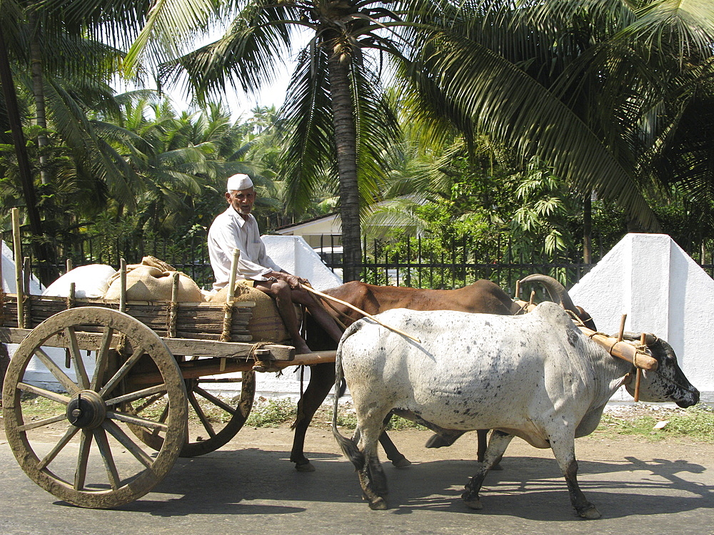 India. Oxen drawn cart in maharahstra state