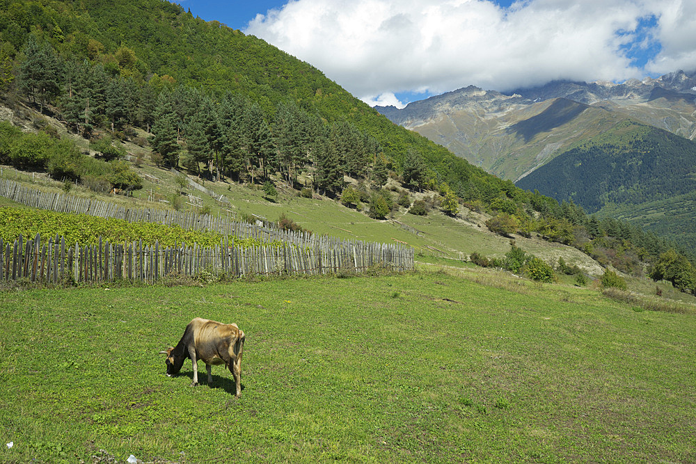 Views of the Caucasus mountain range from the town of Mestia in the Svaneti region, Georgia, Central Asia, Asia