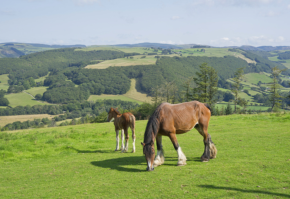 Horses grazing in meadows in Ceredigion, Wales, United Kingdom, Europe