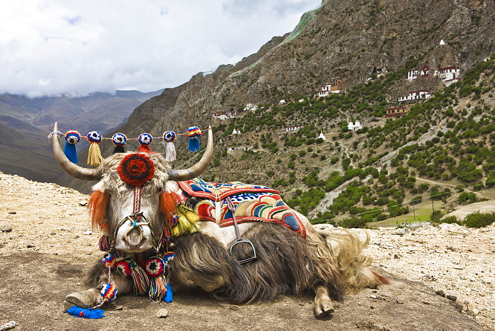 Yak in Drak Yerpa, Tibet, China, Asia