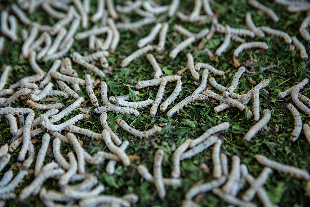 Silkworms feed on mulberry leaves at Santuario Del Gusano De Seda in San Pedro Cajonos, Mexico, North America