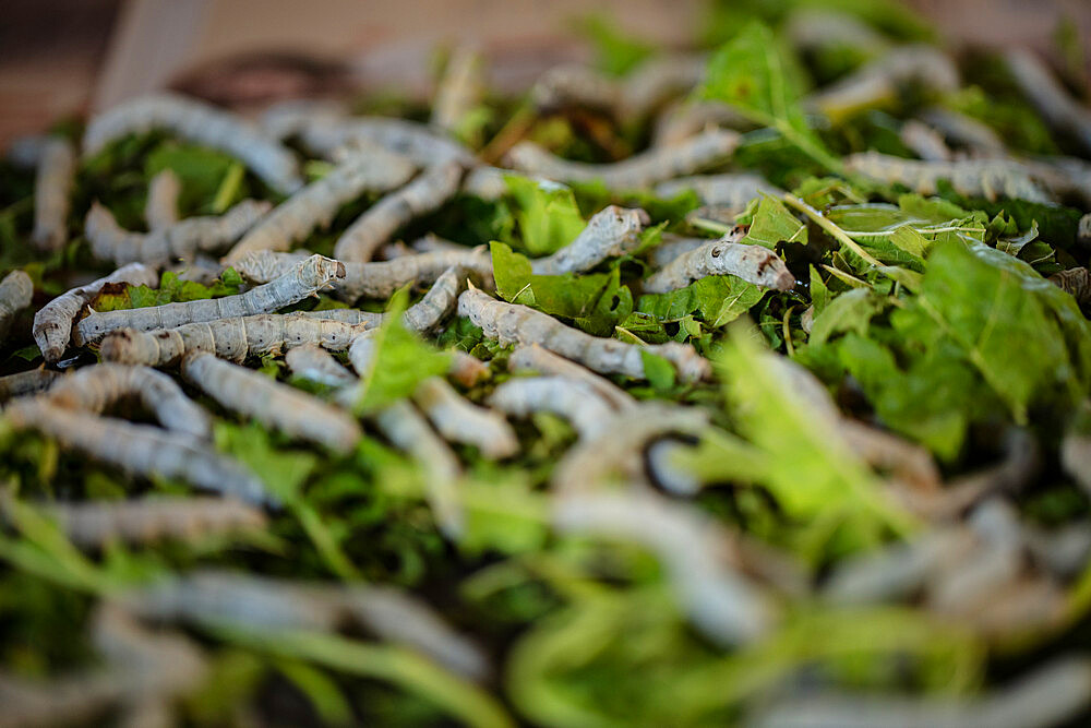 Silkworms feeding on mulberry leaves at Santuario Del Gusano De Seda in San Pedro Cajonos, Mexico, North America