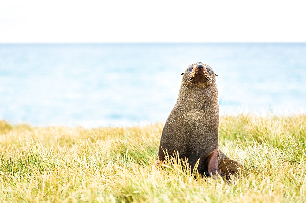 Fur seal (Arctocephalus forsteri), Moeraki, South Island, New Zealand, Pacific