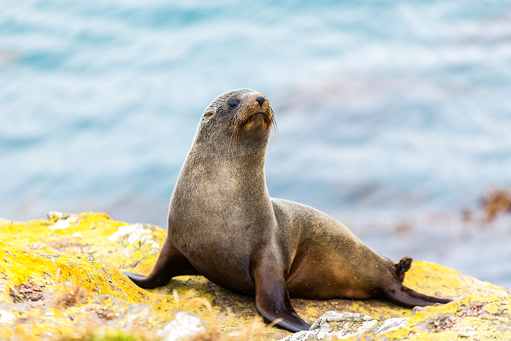 Fur seal (Arctocephalus forsteri), Moeraki, South Island, New Zealand, Pacific