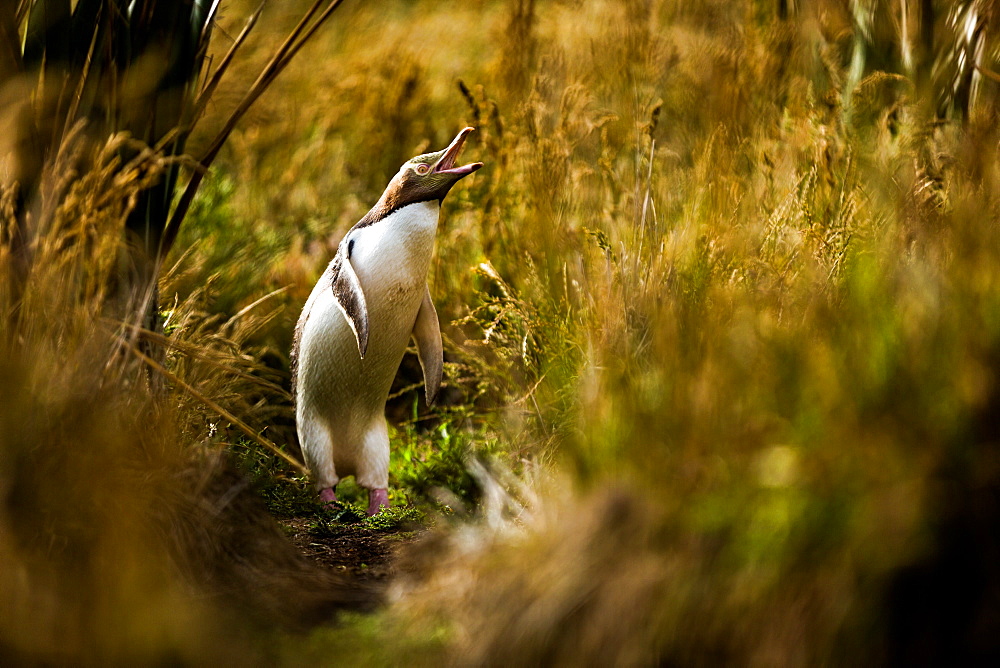 Yellow-eyed penguin (Megadyptes antipodes), Moeraki, South Island, New Zealand, Pacific