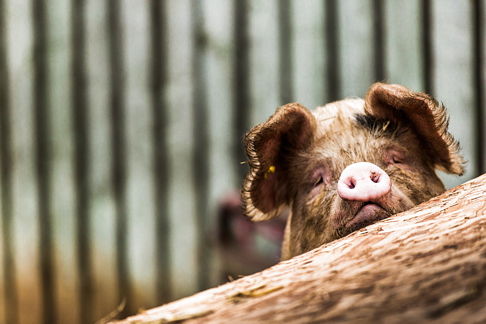 Pig in Gloucesteshire, England, United Kingdom, Europe