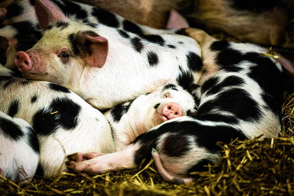 Piglets in Gloucestershire, England, United Kingdom, Europe