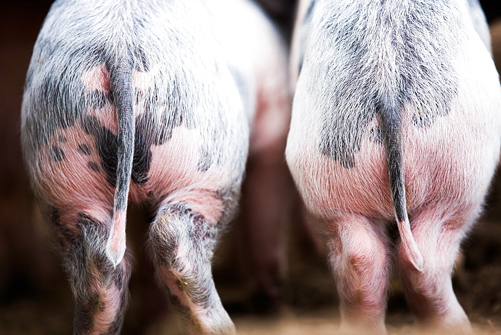 Gloucestershire spot pigs, United Kingdom, Europe