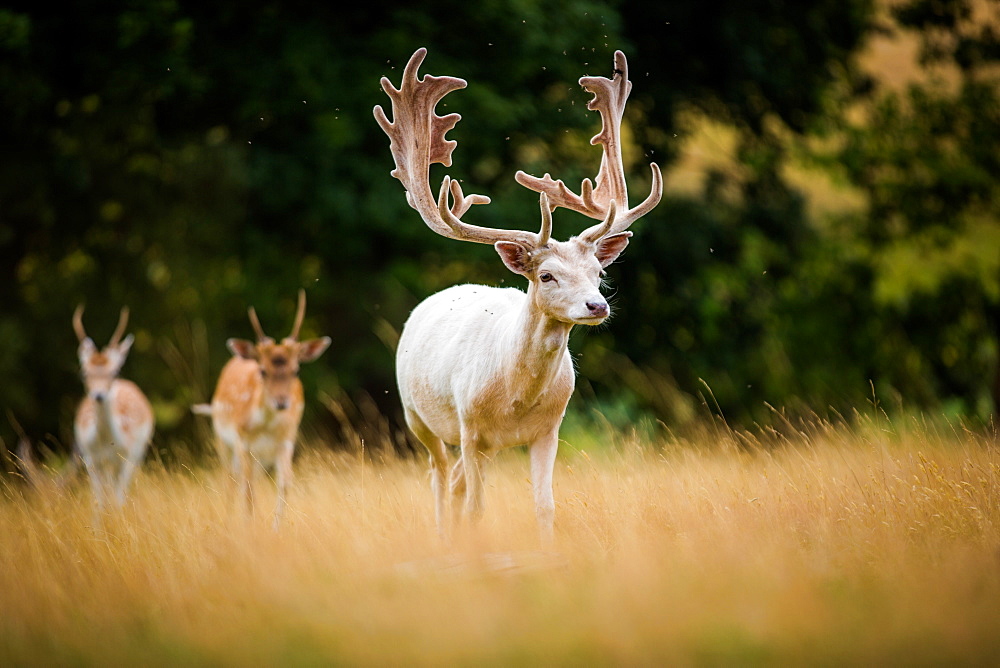 Deer, United Kingdom, Europe