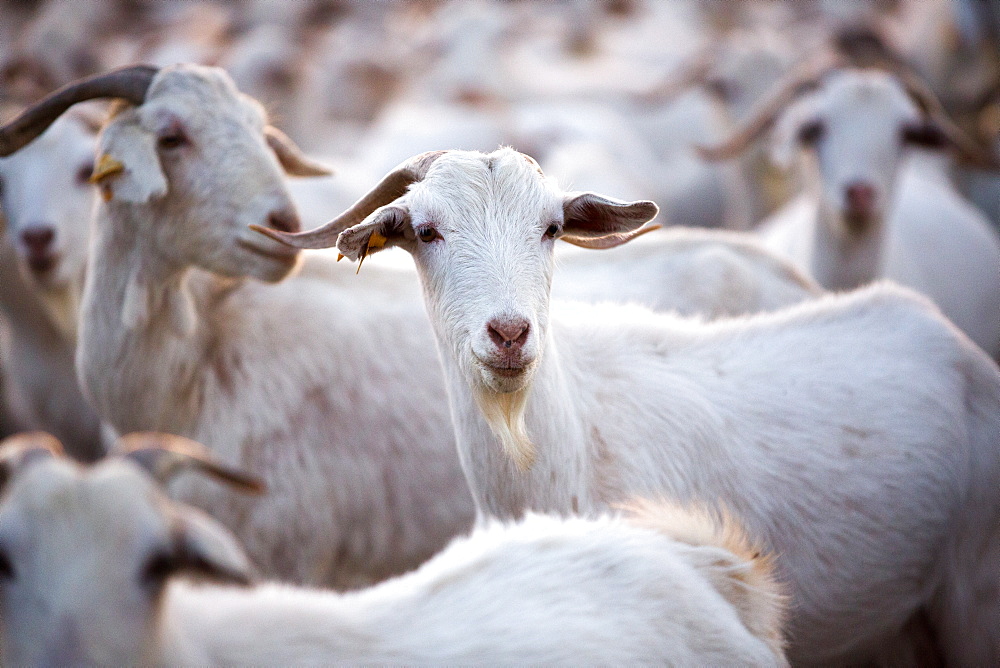 Goats in Andalucia, Spain, Europe