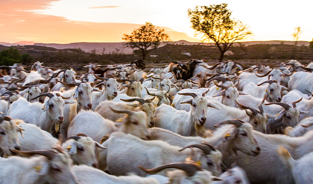 Goats in Andalucia, Spain, Europe