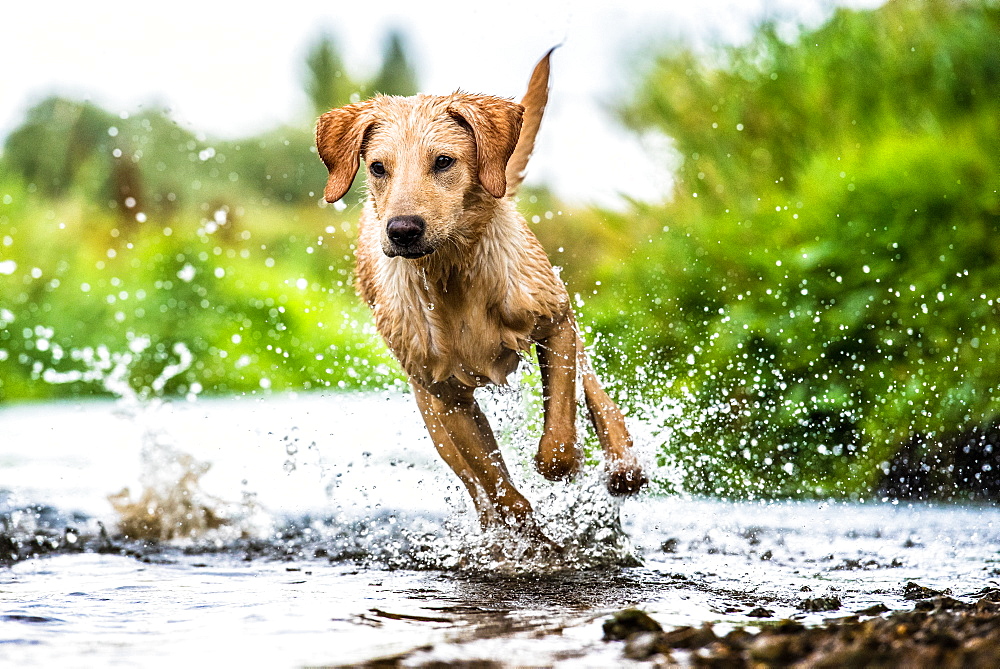 Labrador in water, Oxfordshire, England, United Kingdom, Europe