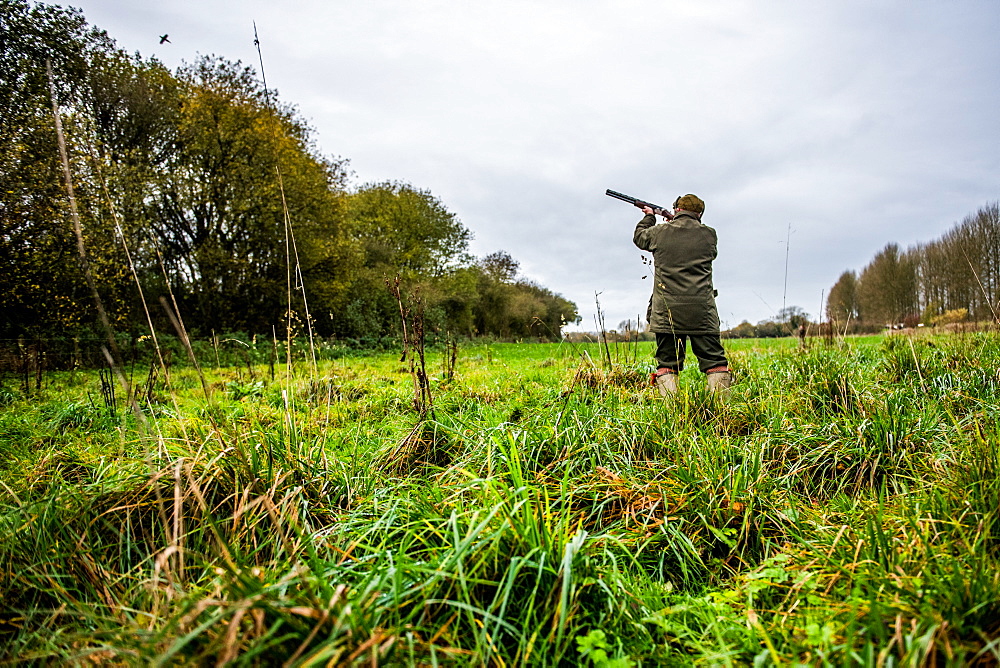 Gun shooting at bird on Driven pheasant shoot, Wiltshire, England, United Kingdom, Europe