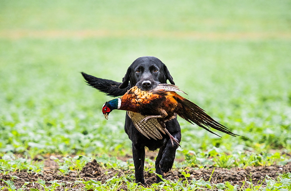 Black labrador gun dog retrieving cock pheasant on a shoot in Wiltshire, England, United Kingdom, Europe