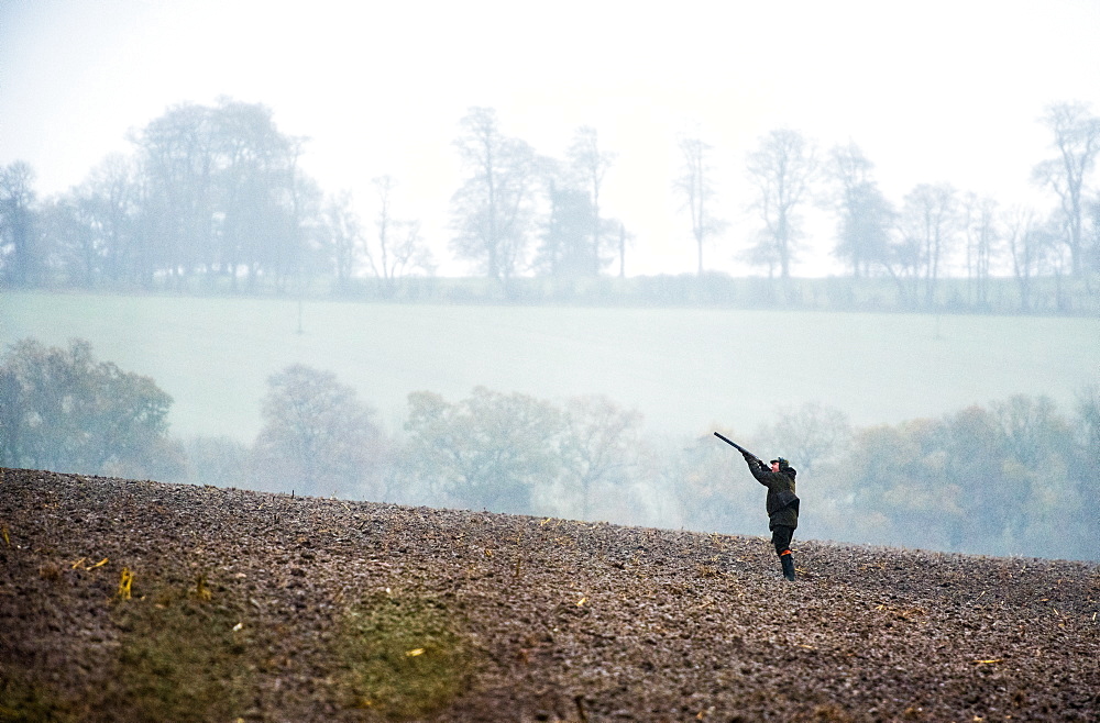 Gun shooting on a pheasant shoot in Wiltshire, England, United Kingdom, Europe