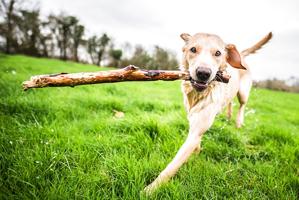 golden Labrador carrying stick, United Kingdom, Europe